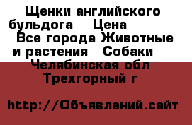 Щенки английского бульдога  › Цена ­ 60 000 - Все города Животные и растения » Собаки   . Челябинская обл.,Трехгорный г.